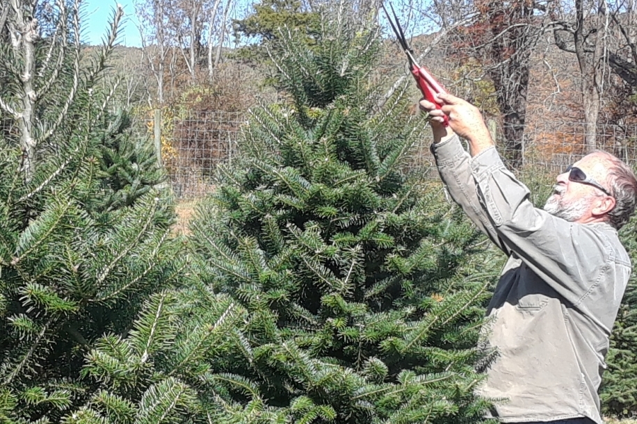 Choose Your Christmas Tree in Warren County Explore Warren